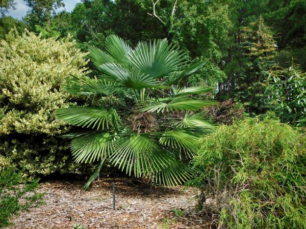 Trachycarpus wagnerianus x princeps seeds