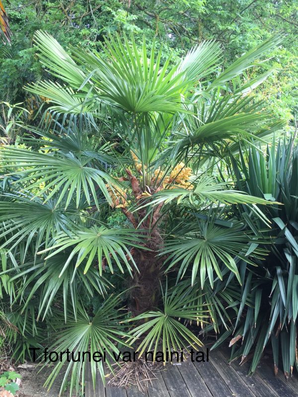 Trachycarpus fortunei sp. Nainital x T.princeps seeds (available in UK and US only)