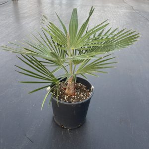 Trachycarpus fortunei 'Nainital' x T. princeps 'Stonegate'