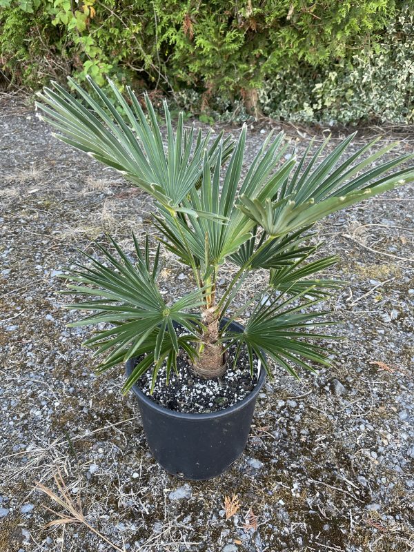 Trachycarpus wagnerianus