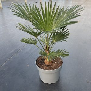 Trachycarpus wagnerianus