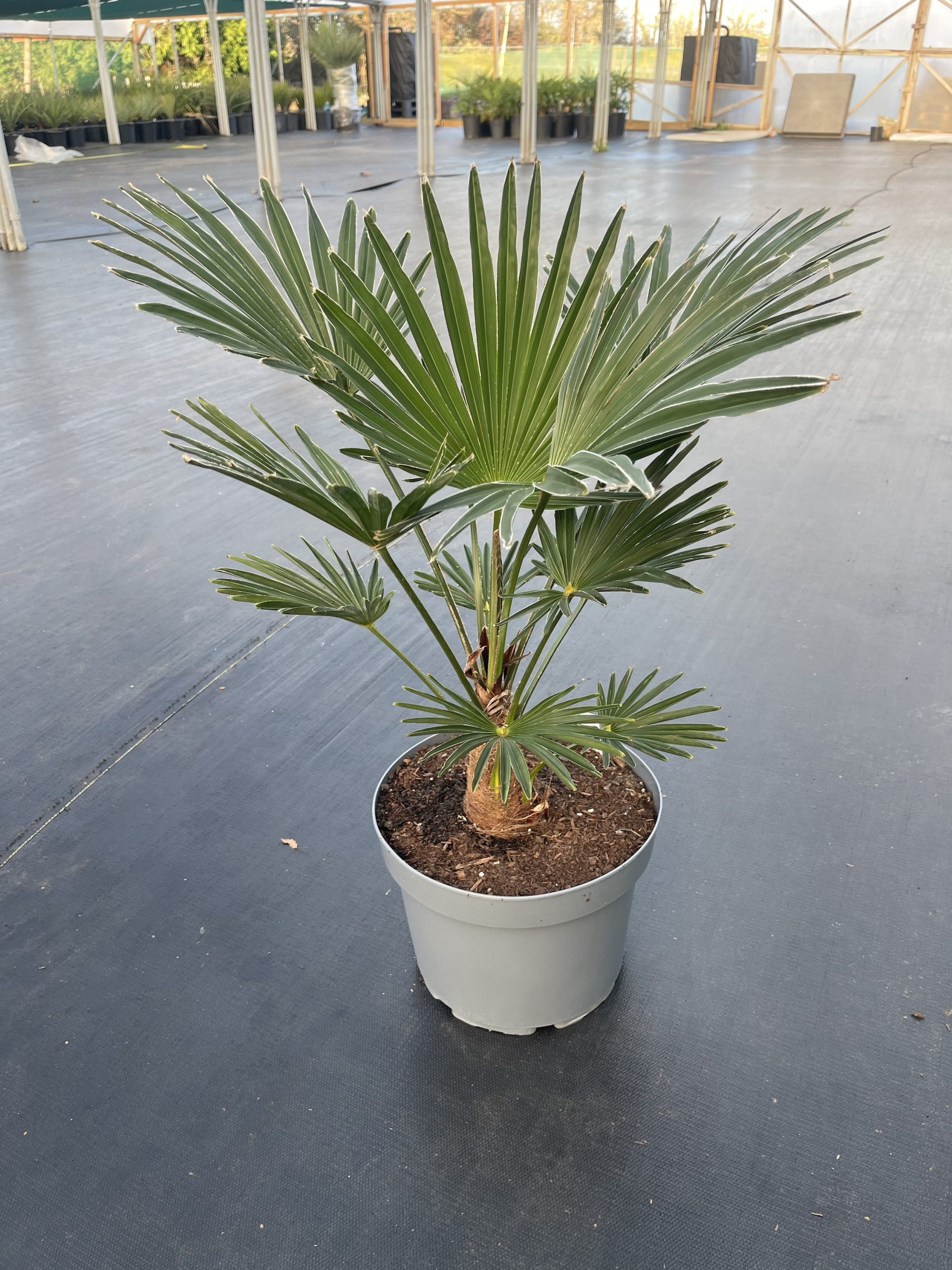 Trachycarpus wagnerianus