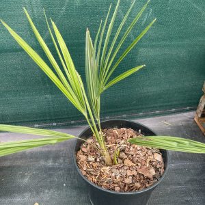 Trachycarpus nanus