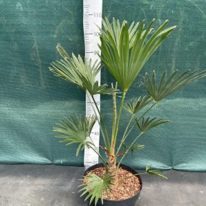 Trachycarpus wagnerianus