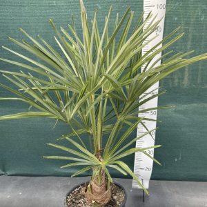 Trachycarpus fortunei