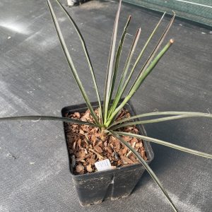 Yucca decipiens