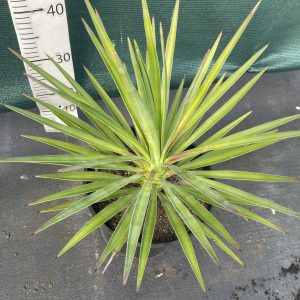 Yucca aloifolia