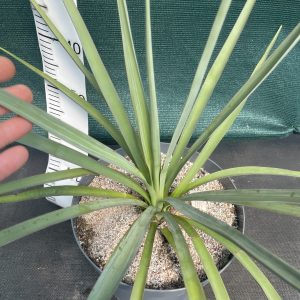 Yucca madrensis