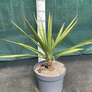 Yucca capensis