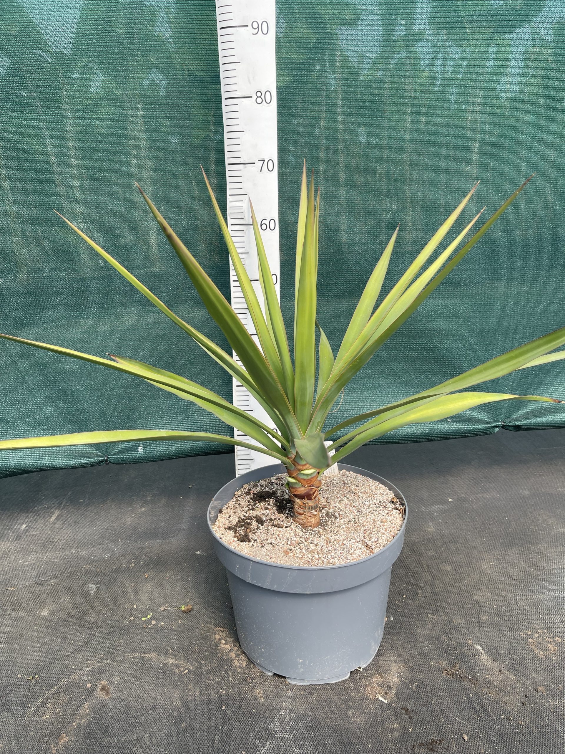 Yucca capensis