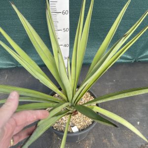 Yucca torreyi