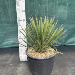 Yucca filifera