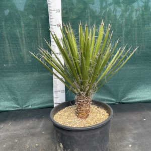 Yucca potosina