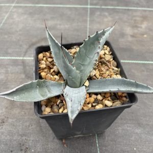 Agave deserti var. simplex