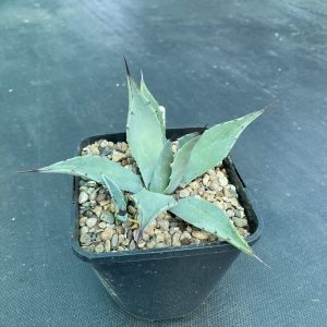 Agave parryi sp. couesii