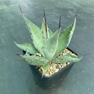 Agave asperrima