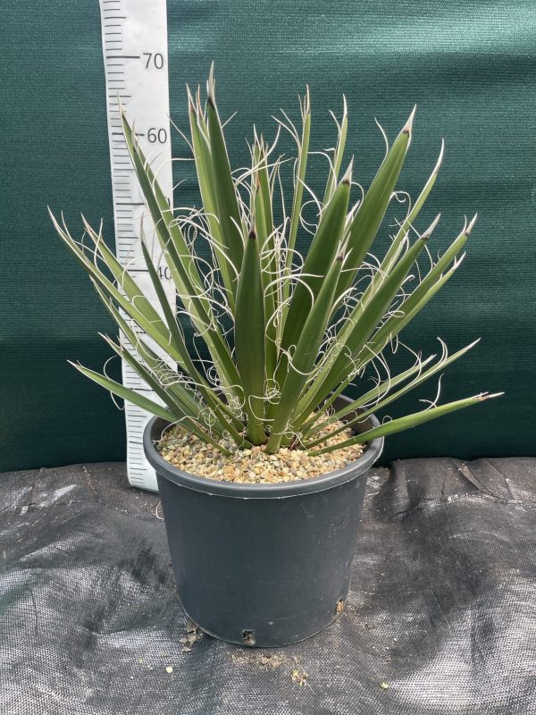 Yucca carnerosana