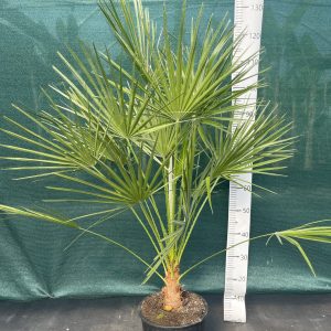 Chamaerops humilis