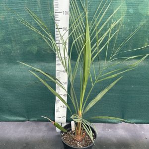 Jubaea chilensis x Butia odorata F4