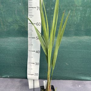 Butia odorata x Jubaea chilensis F2