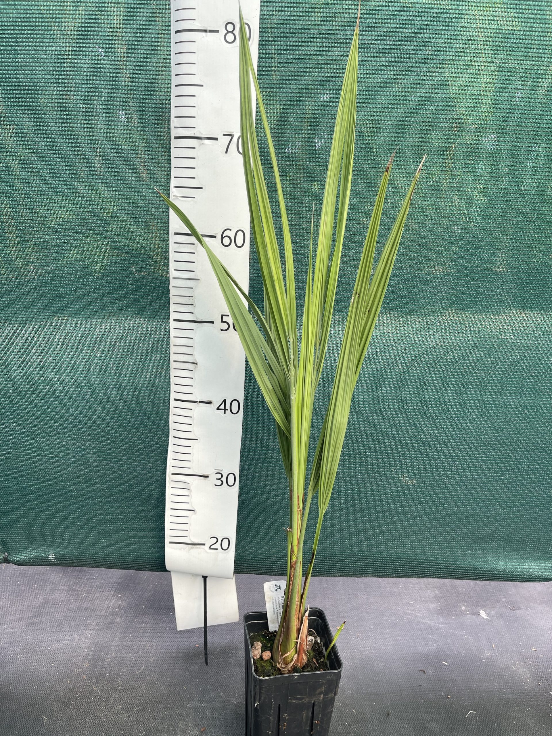 Butia odorata x Jubaea chilensis F2