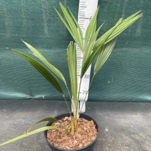 Trachycarpus wagnerianus x T.ukhrulensis