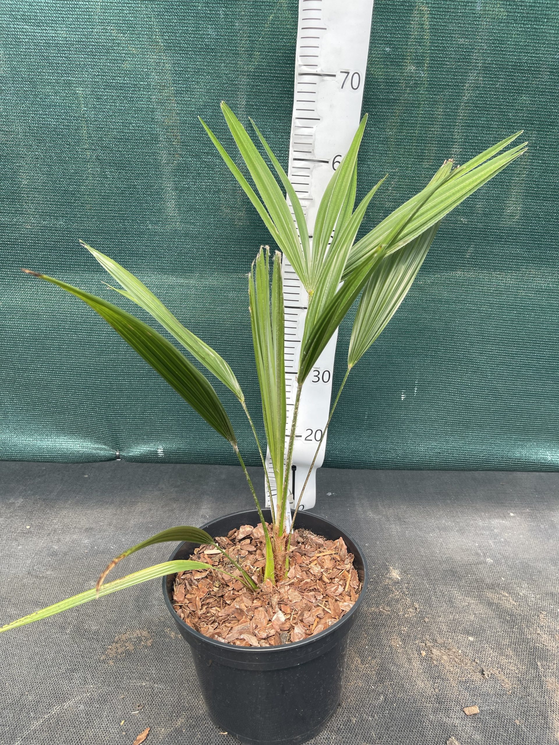 Trachycarpus wagnerianus x T.ukhrulensis