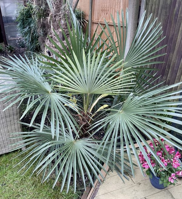 Trachycarpus 'Nagceps' seeds (available in UK & US)