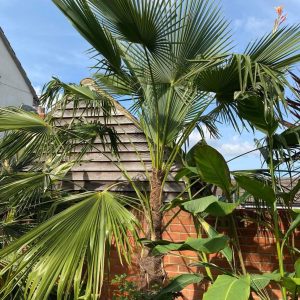 Trachycarpus fortunei var.nainital  x oreophilus seeds