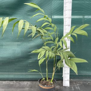 Chamaedorea microspadix