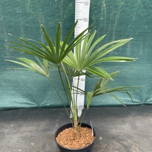 Trachycarpus princeps ‘New Form’ x princeps ‘Stonegate’