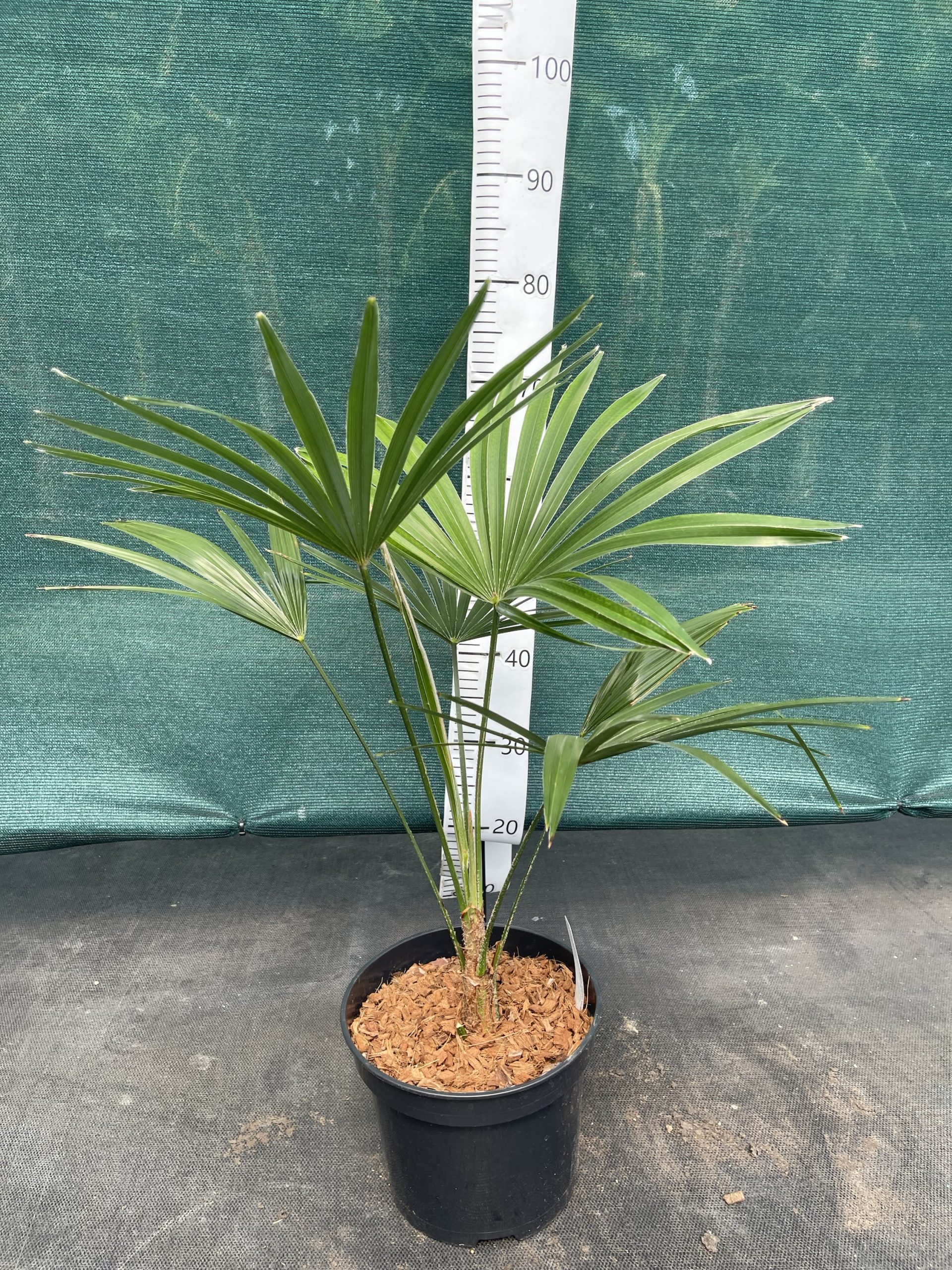 Trachycarpus princeps ‘New Form’ x princeps ‘Stonegate’
