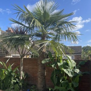 Trachycarpus ukhrulensis x oreophilus