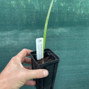 Trachycarpus naggy x oreophilus
