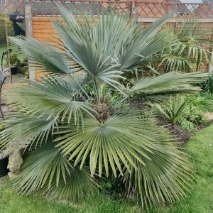 Trachycarpus ukhrulensis x princeps