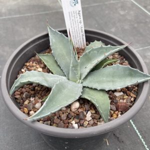 Agave sp. Azul Monterrey