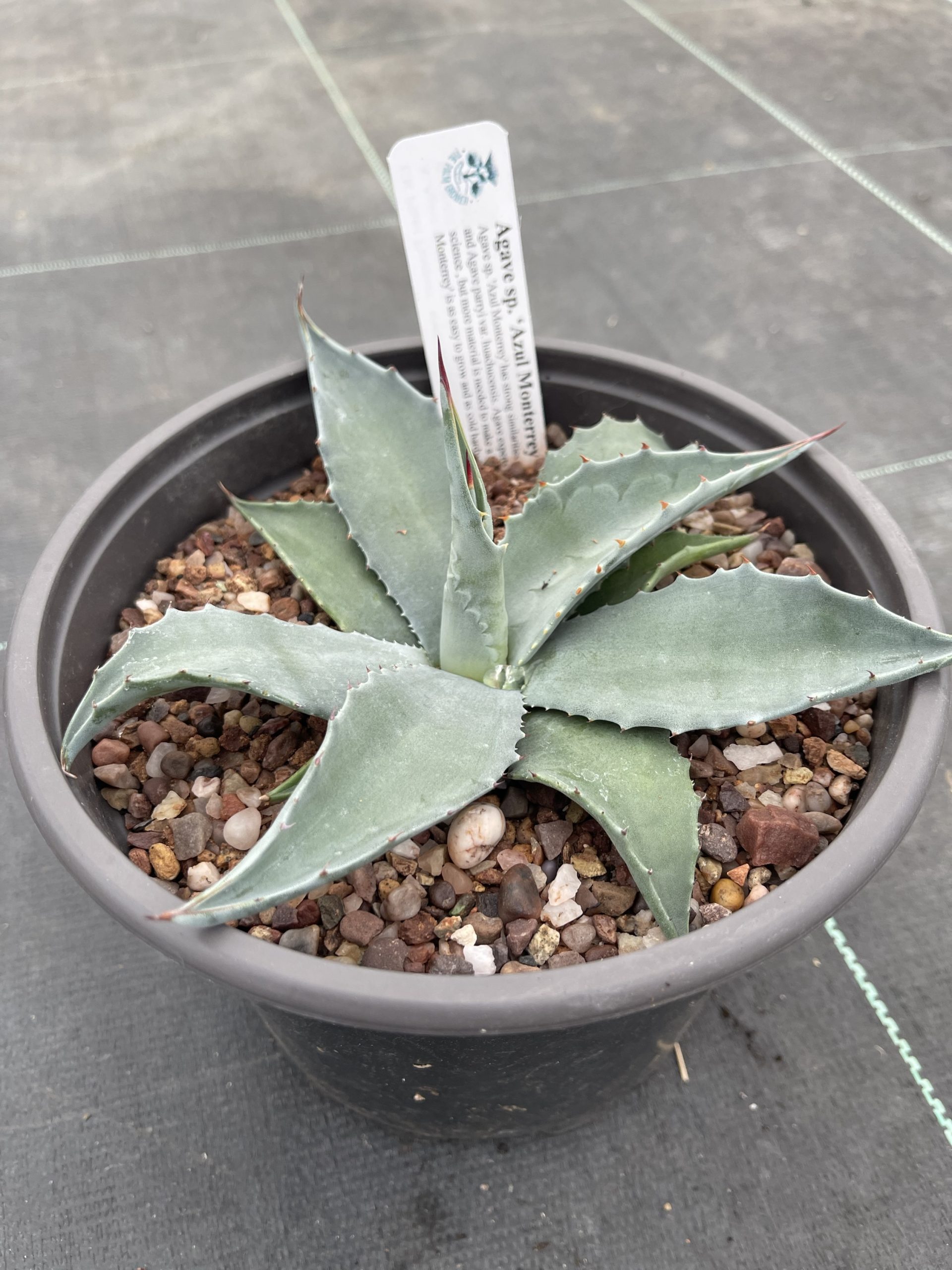 Agave sp. Azul Monterrey