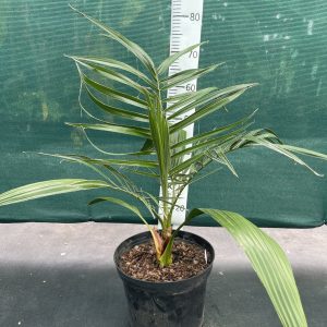Phoenix reclinata x canariensis
