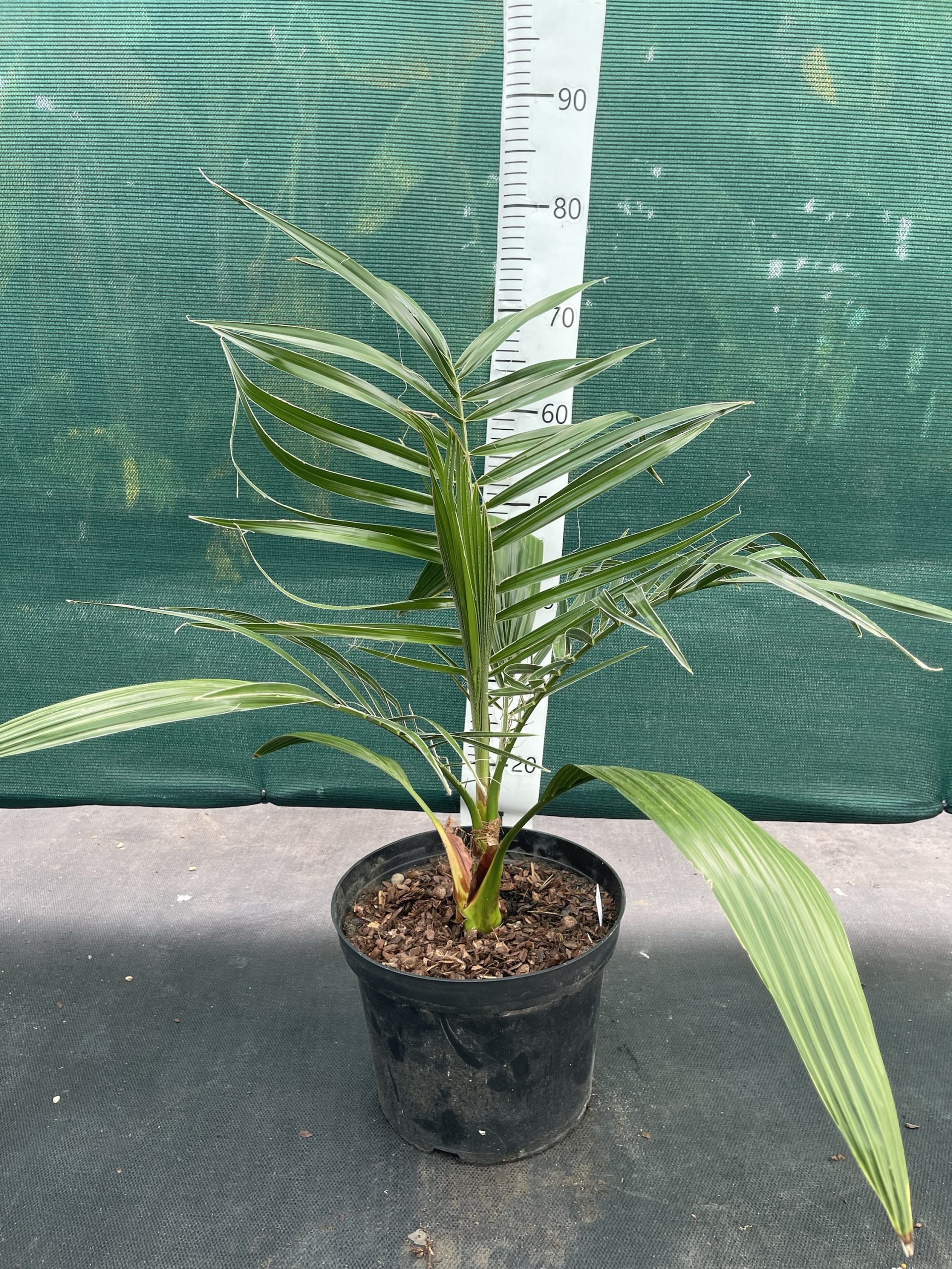 Phoenix reclinata x canariensis